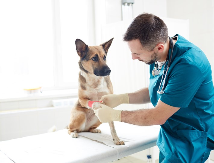 Medivet shutterstock_1053998567.jpg